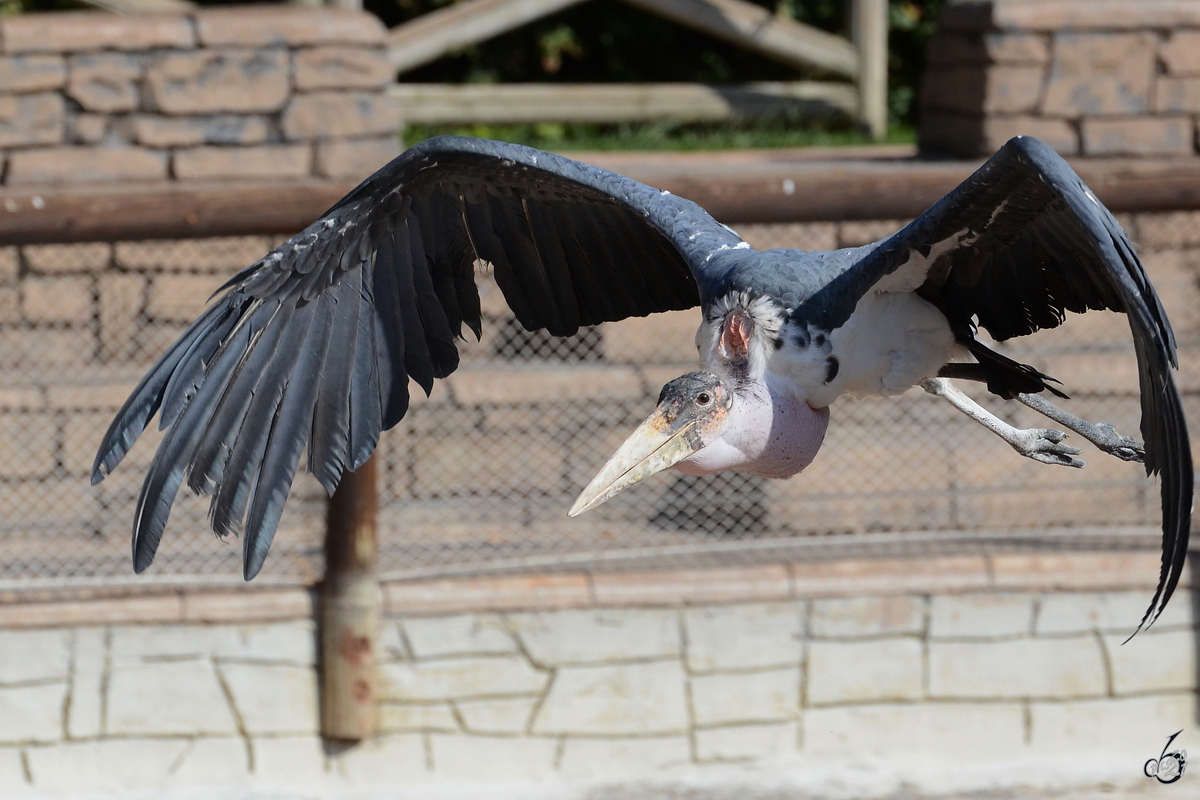 Eine fliegender Marabu whrend der Vorfhrung im Zoo Madrid. (Dezember 2010)