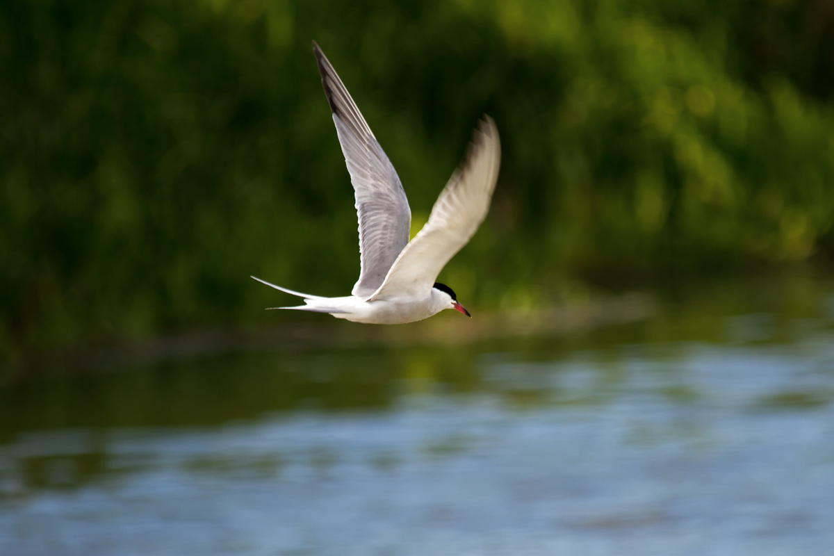 Eine Flussseeschwalbe jagt bers Wasser. - 26.05.2012