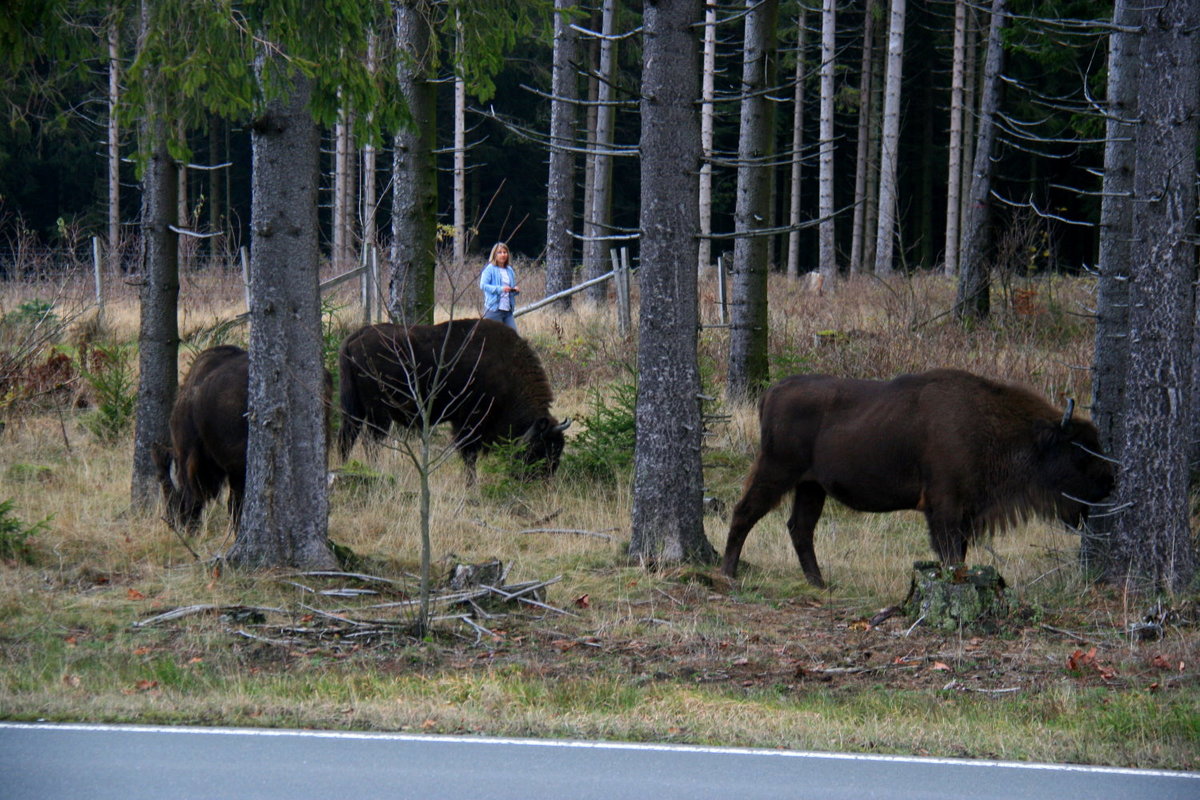 Eine freilaufende Wisent-Herde im Rothaargebirge; 09.11.2019