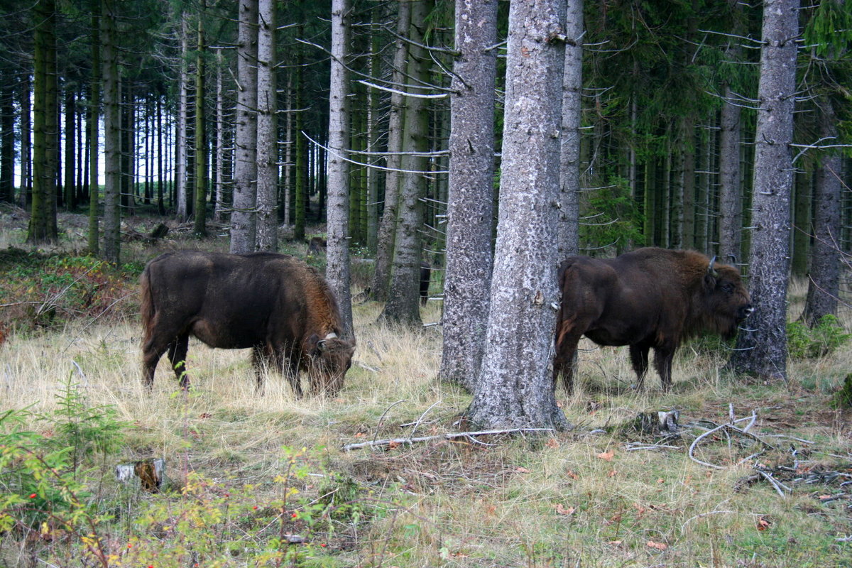 Eine freilaufende Wisent-Herde im Rothaargebirge; 09.11.2019