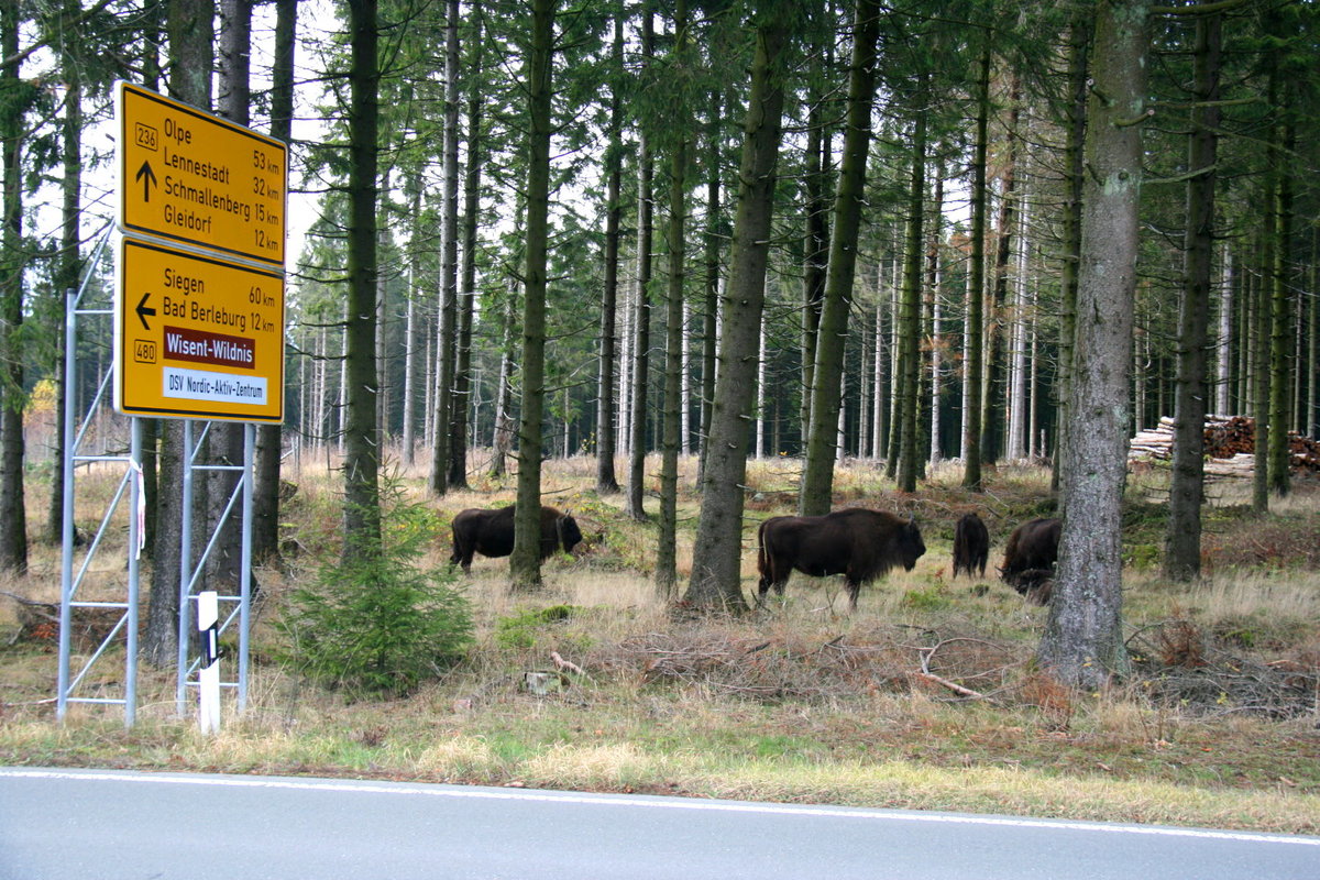 Eine freilaufende Wisent-Herde im Rothaargebirge. Man beachte den Wegweiser an der Kreuzung der B 236 zur B 480; 09.11.2019