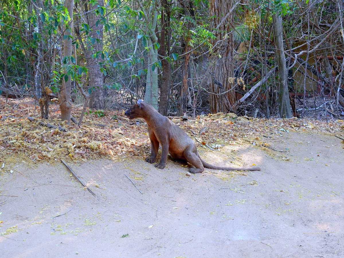 Eine freilebende Fossa im Kirindy Forest Nationalpark auf Madagaskar. Das Foto entstand ca. 10m vor unserem Bungalow in der Kirindy Forest Lodge am 09.12.2018.