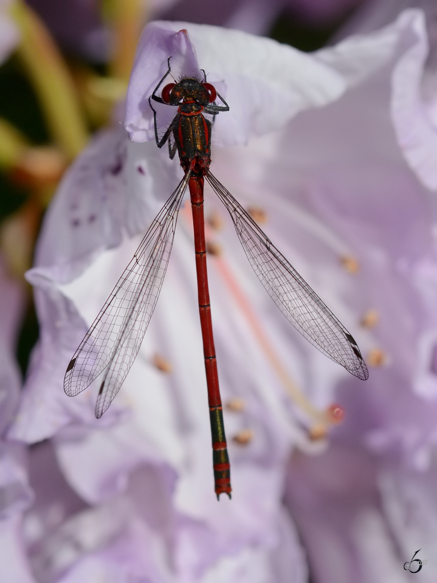 Eine frhe Adonislibelle im Rhododendron. (Hattingen, Mai 2018)