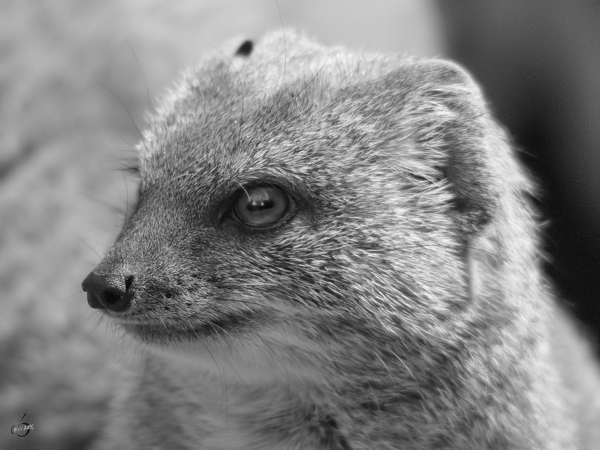 Eine Fuchsmanguste im Portrait. (Zoo Dortmund, November 2009) 