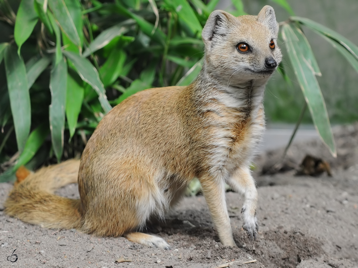 Eine Fuchsmanguste im Zoo Dortmund. (Juni 2010)