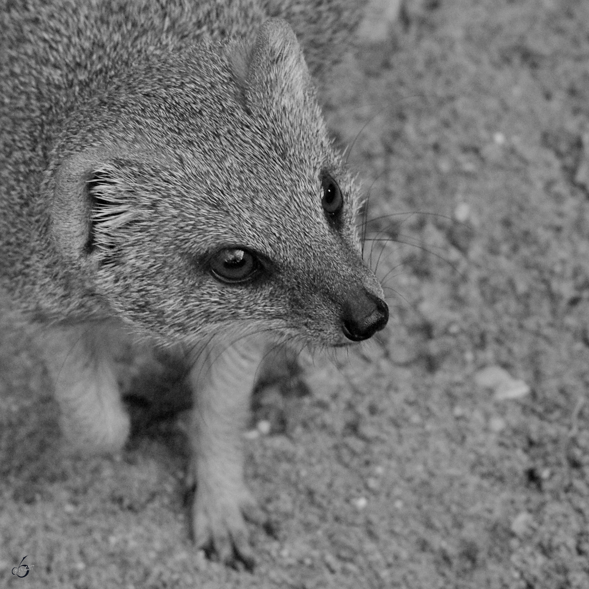 Eine Fuchsmanguste im Zoo Dortmund. (Oktober 2008)