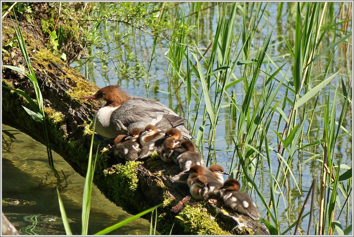 Eine Gnsesgermutter mit ihrem zahlreichen Nachwuchs am Ufer vom
Genfersee.
(25.05.2016)