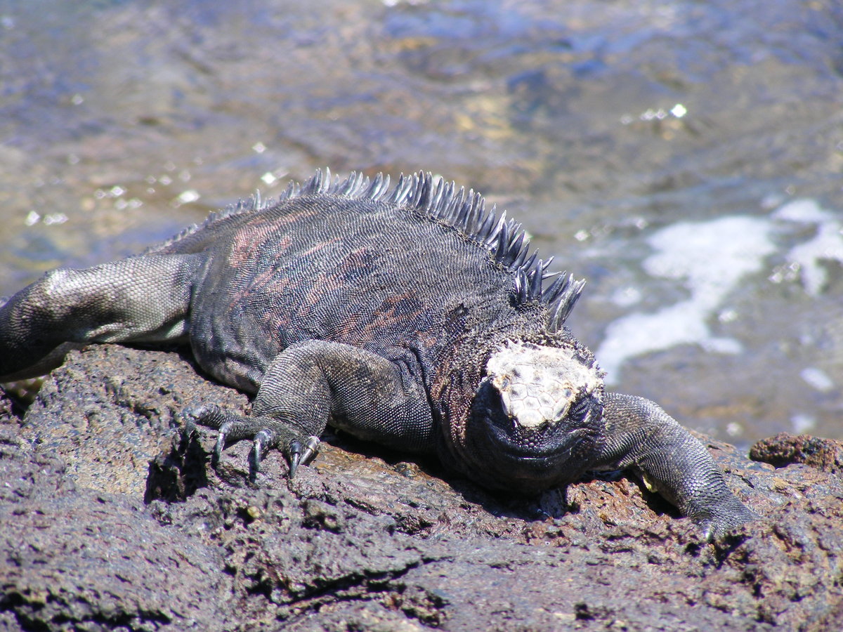 Eine Galapagos Meerechse ( Amblyrhynchus cristutus ) auf der Insel Santiago im Mrz 2014