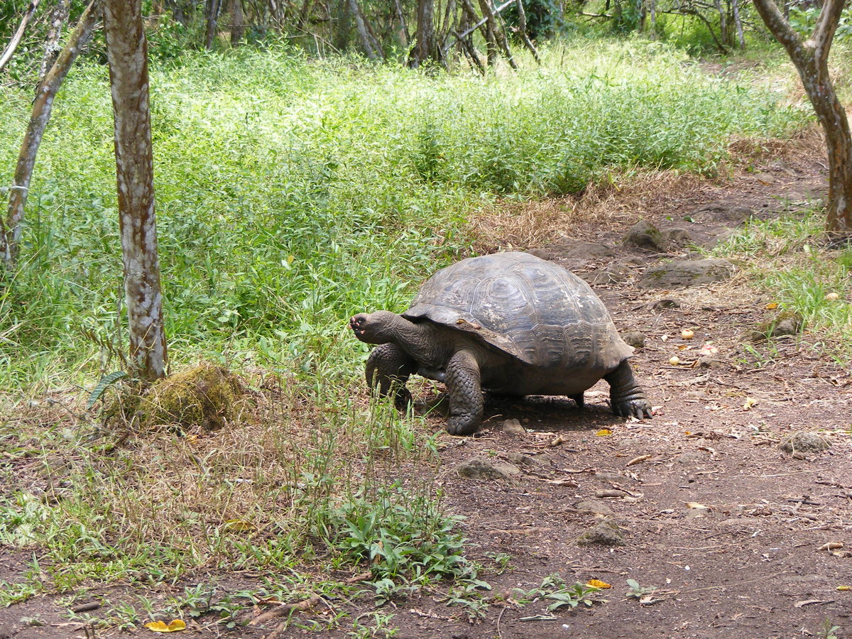 Eine Galapagos Riesenschildkrte ( Chelonoidis nigra ) auf der Isla Santa Cruz im Mrz 2014