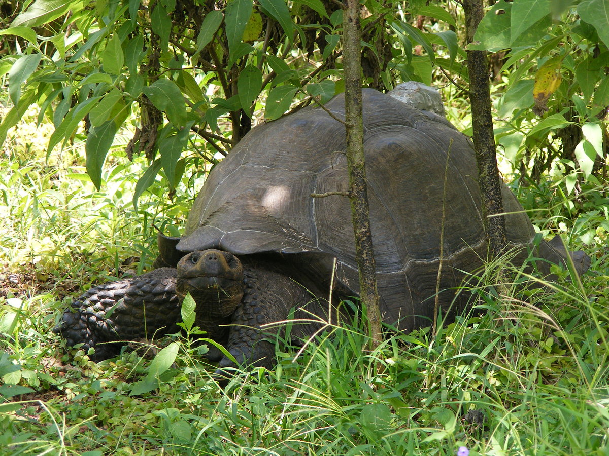 Eine Galapagos Riesenschildkrte ( Chelonoidis nigra )  auf der Insel Santa Cruz im Mrz 2014