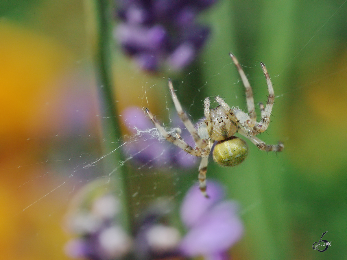 Eine Gartennetzspinne