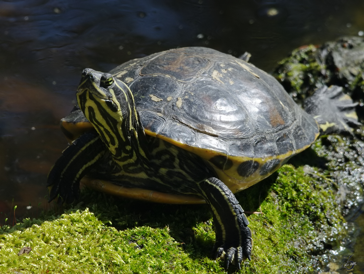 Eine Gelbwangen-Schmuckschildkrte gnnt sich ein kleines Sonnenbad. (April 2009)