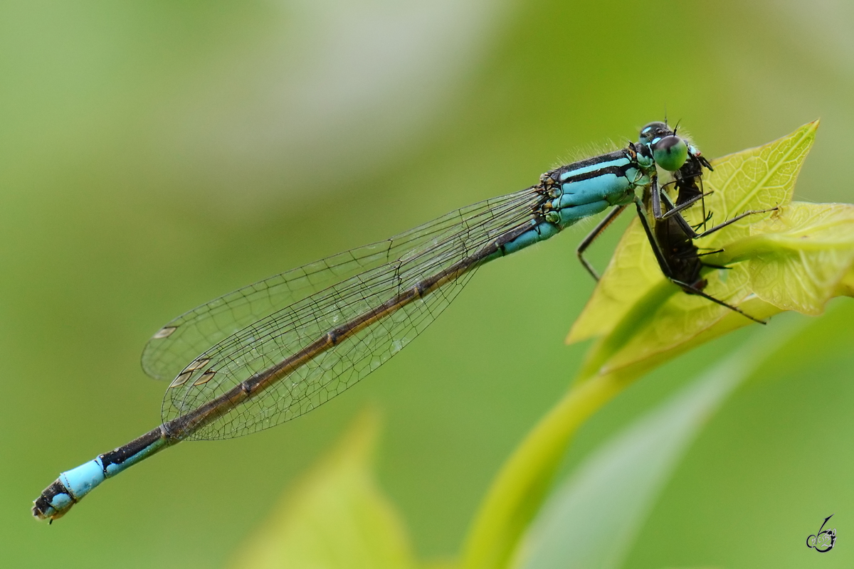 Eine gemeine Binsenjungfer hat eine Fliege gefangen und verspeist diese soeben. (Jarmen, August 2013)