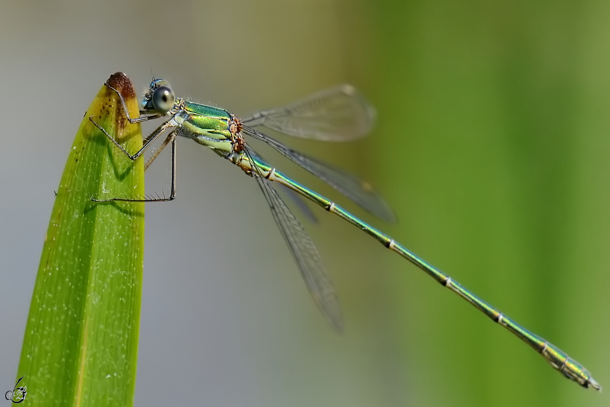 Eine Gemeine Binsenjungfer Mitte August 2013 bei Vlschow.