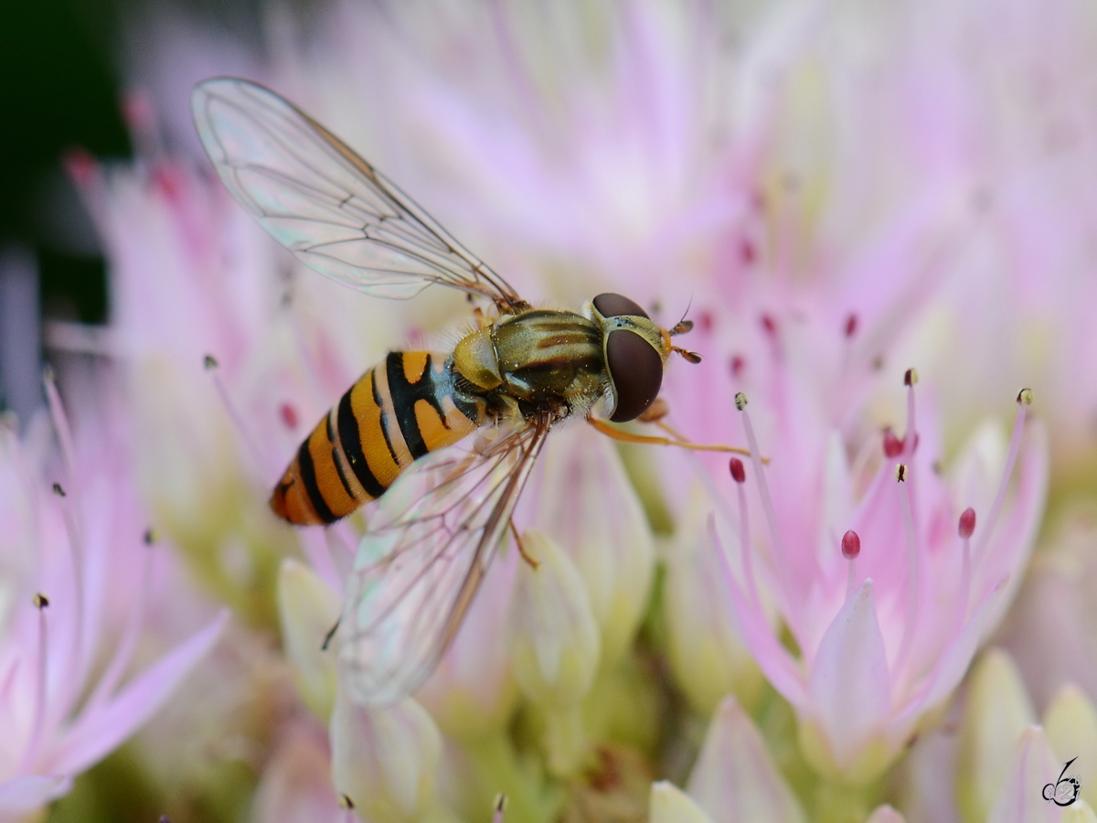 Eine gemeine Winterschwebfliege auf der Suche nach Nektar. (Jarmen, August 2014)