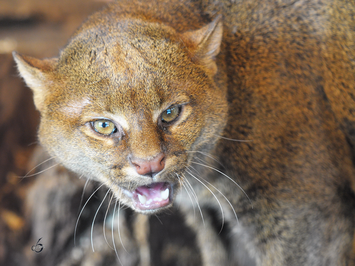 Eine genervte Wieselkatze (Jaguarundi) im Dortmunder Zoo.