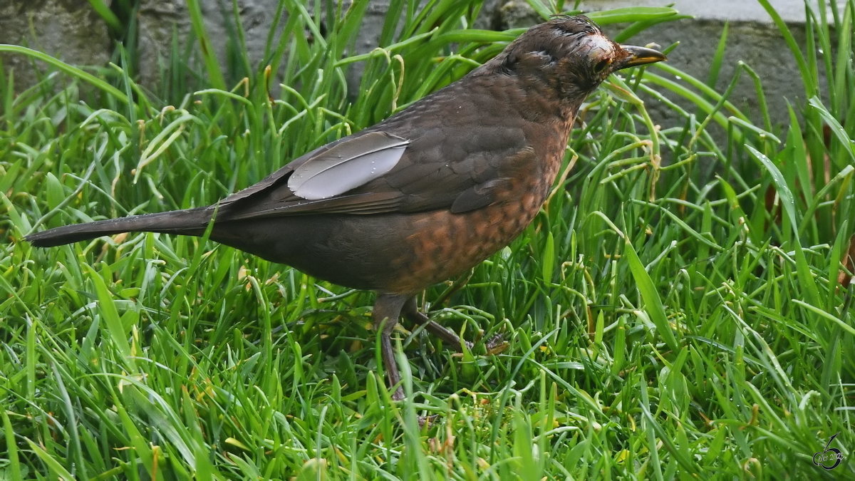 Eine  gerupfte  Amsel auf Nahrungssuche, so gesehen im Mrz 2023 in Hattingen.