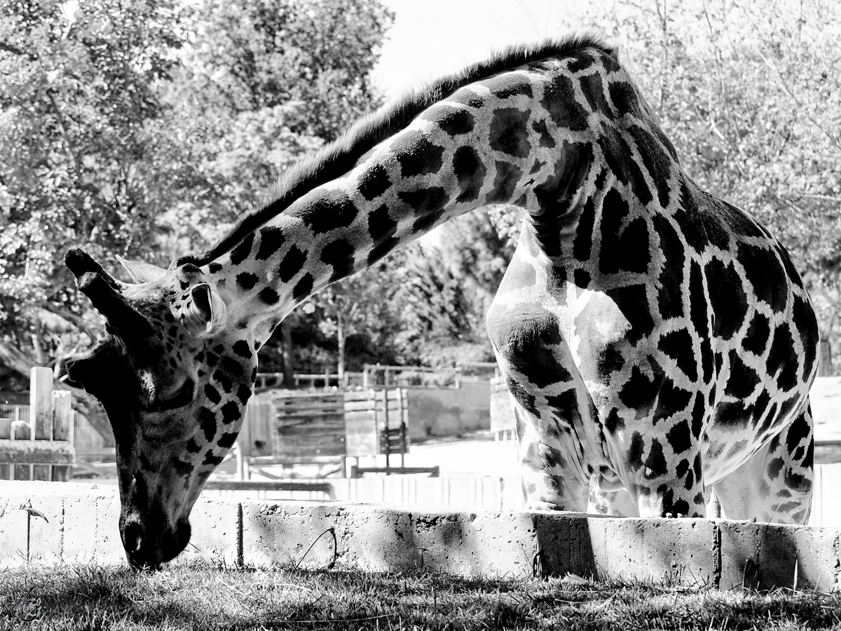 Eine Giraffe mag das Gras auerhalb des Geheges, so gesehen Mitte Dezember 2010 im Zoo Madrid.