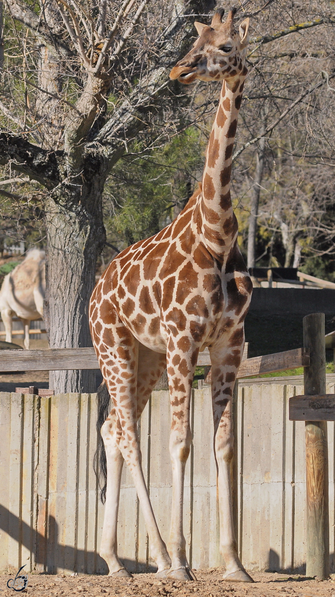 Eine Giraffe Mitte Dezember 2010 im Zoo Madrid.