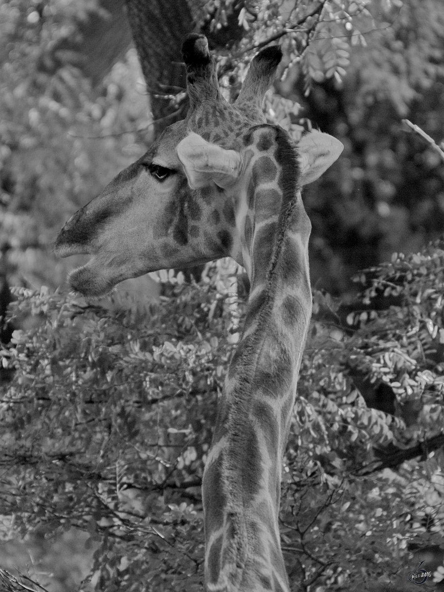 Eine Giraffe im Zoo Dortmund. (Oktober 2008)