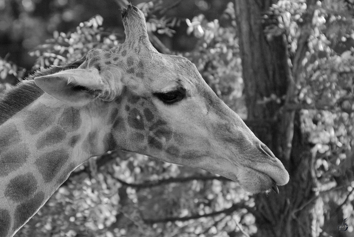 Eine Giraffe im Zoo Dortmund. (Oktober 2008)
