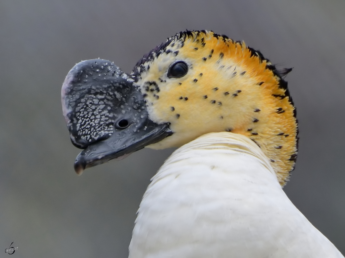 Eine Glanzente Anfang April 2017 im Zoo Dresden.