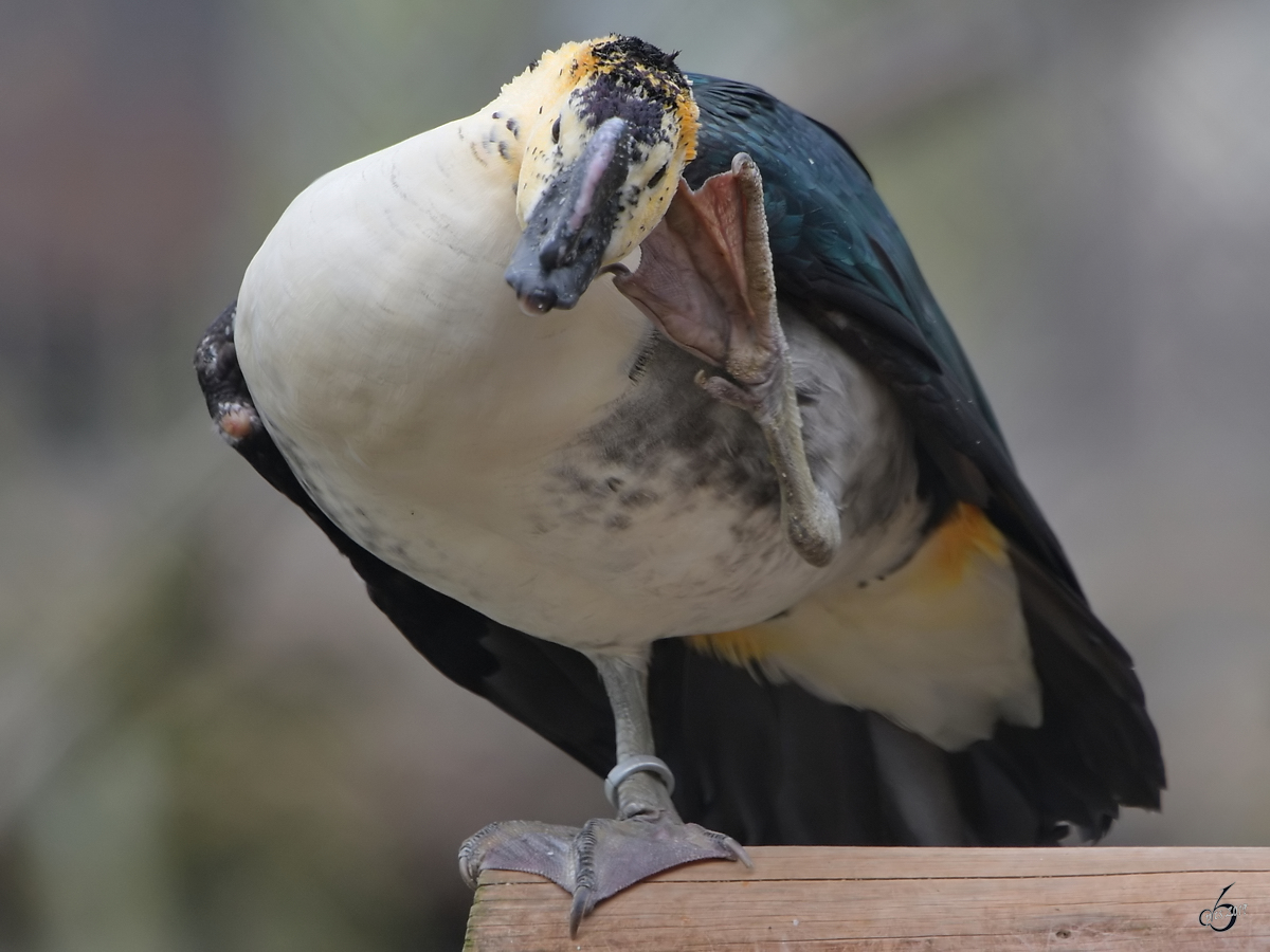 Eine Glanzente Anfang April 2017 im Zoo Dresden.