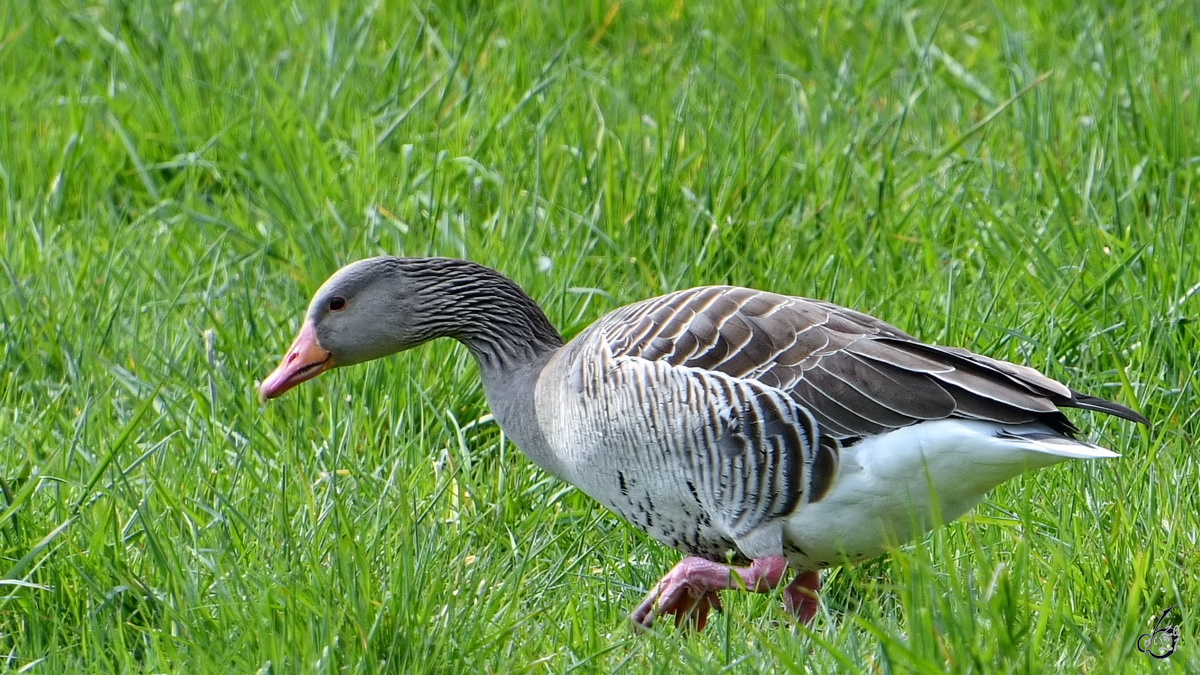 Eine Graugans watschelt durchs Gras, so gesehen Mitte April 2021 in Witten.