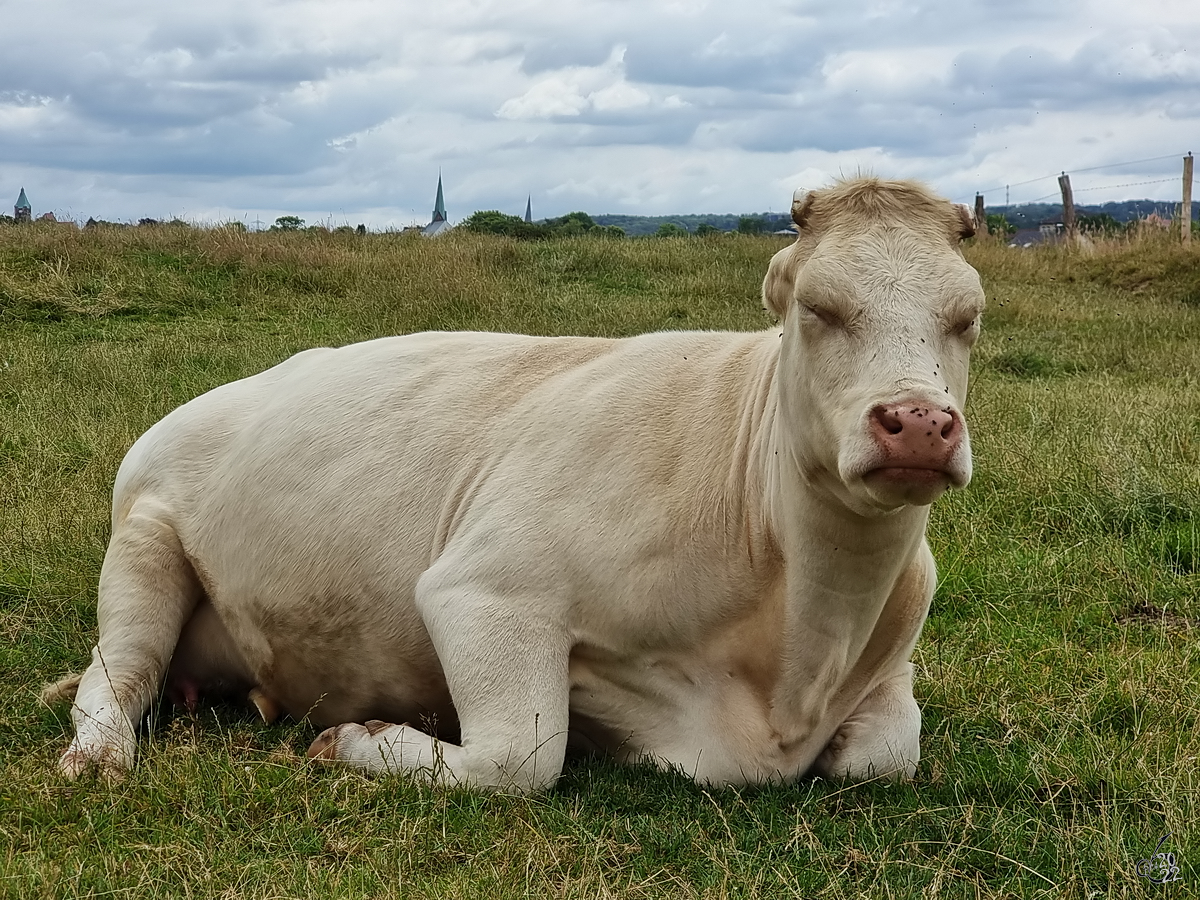 Eine grimmig schauende Kuh in den Ruhrwiesen. (Hattingen, Juli 2022)