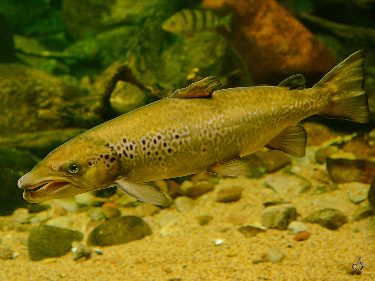 Eine groe Forelle Ende Dezember 2014 im Ozeaneum Stralsund.