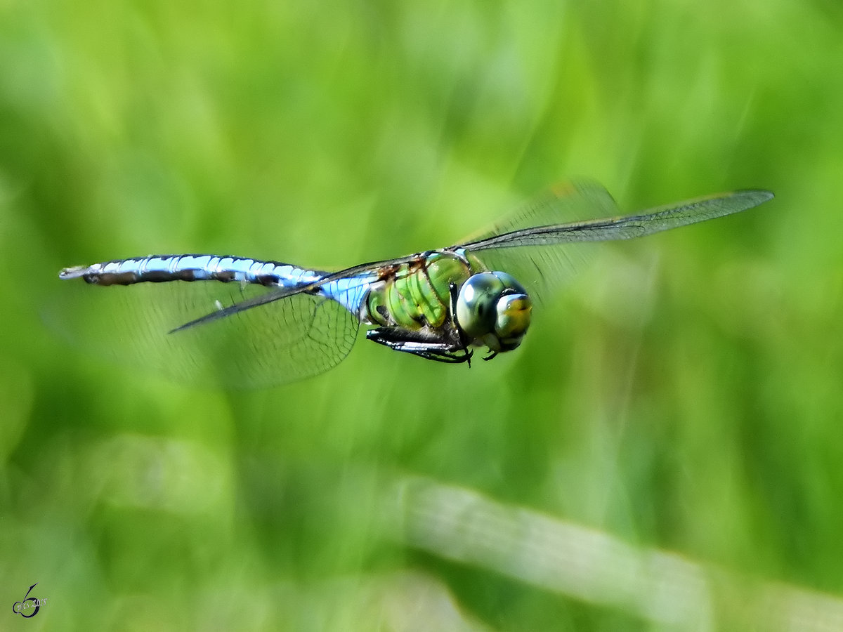 Eine Groe Knigslibelle im Flug. (Hattingen, Mai 2018)