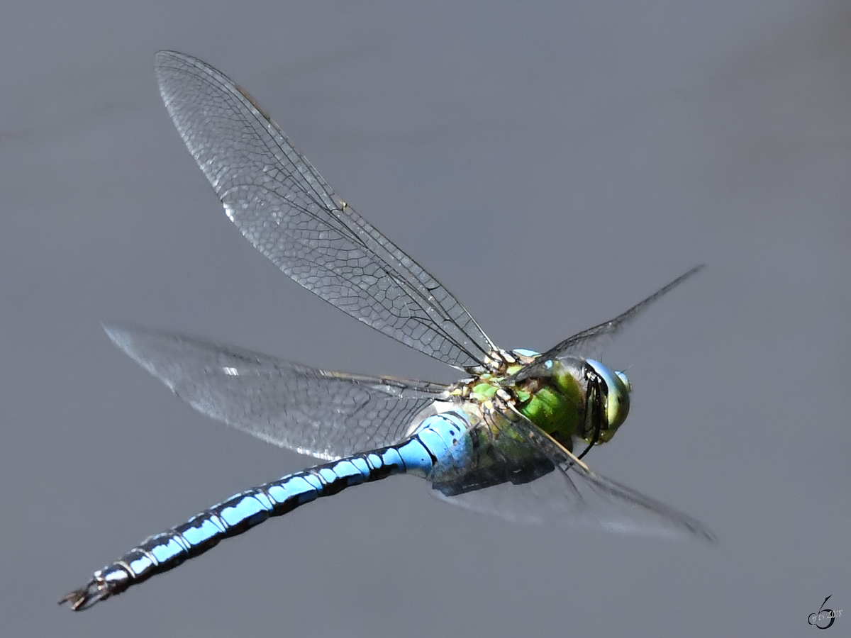 Eine Groe Knigslibelle im Flug. (Hattingen, Mai 2018)