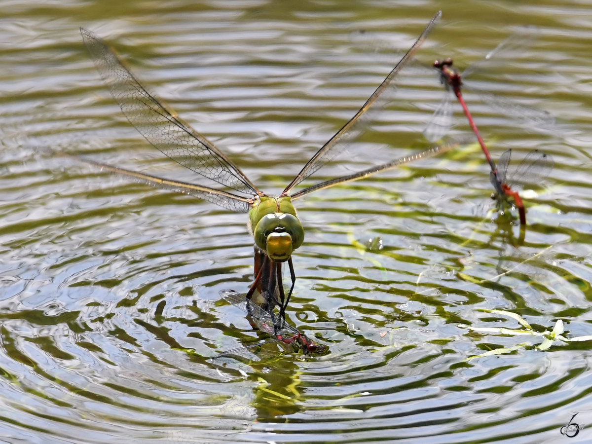 Eine Groe Knigslibelle whrend der Eiablage. (Hattingen, Mai 2018)