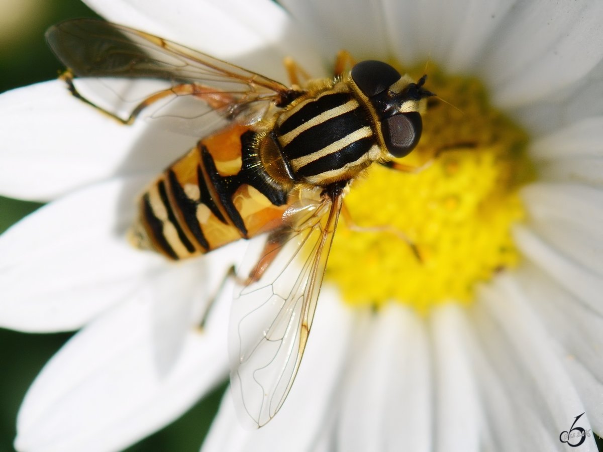 Eine Groe Sumpfschwebfliege sammelt Nektar.