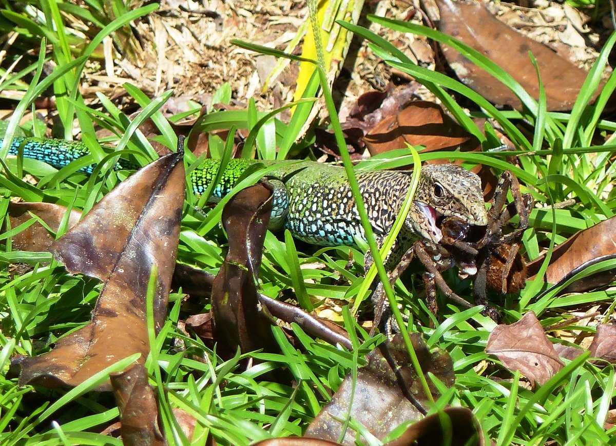 Eine grne Ameive (Ameiva ameiva) beim Verzehr einer groen Spinne in Awarradam (Surinam) am 30.5.2017