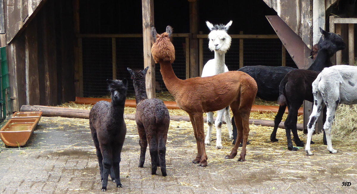 Eine Gruppe geschorener Alpakas (Lama guanicoe pacos). Sie zhlen zu den Neuwelt-Kamelen und sind in den Anden Sdamerikas Haustiere. Diese in Nordhorn lebende Tiere werden alle zwei Jahre geschoren. Aufgenommen im Sommer 2016.