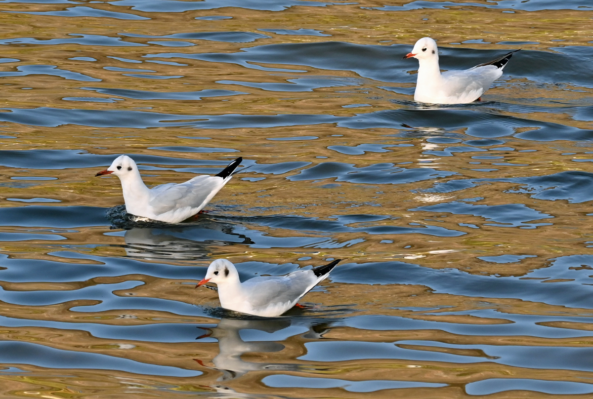 Eine Gruppe Mwen im Rhein bei Remagen - 09.11.2021