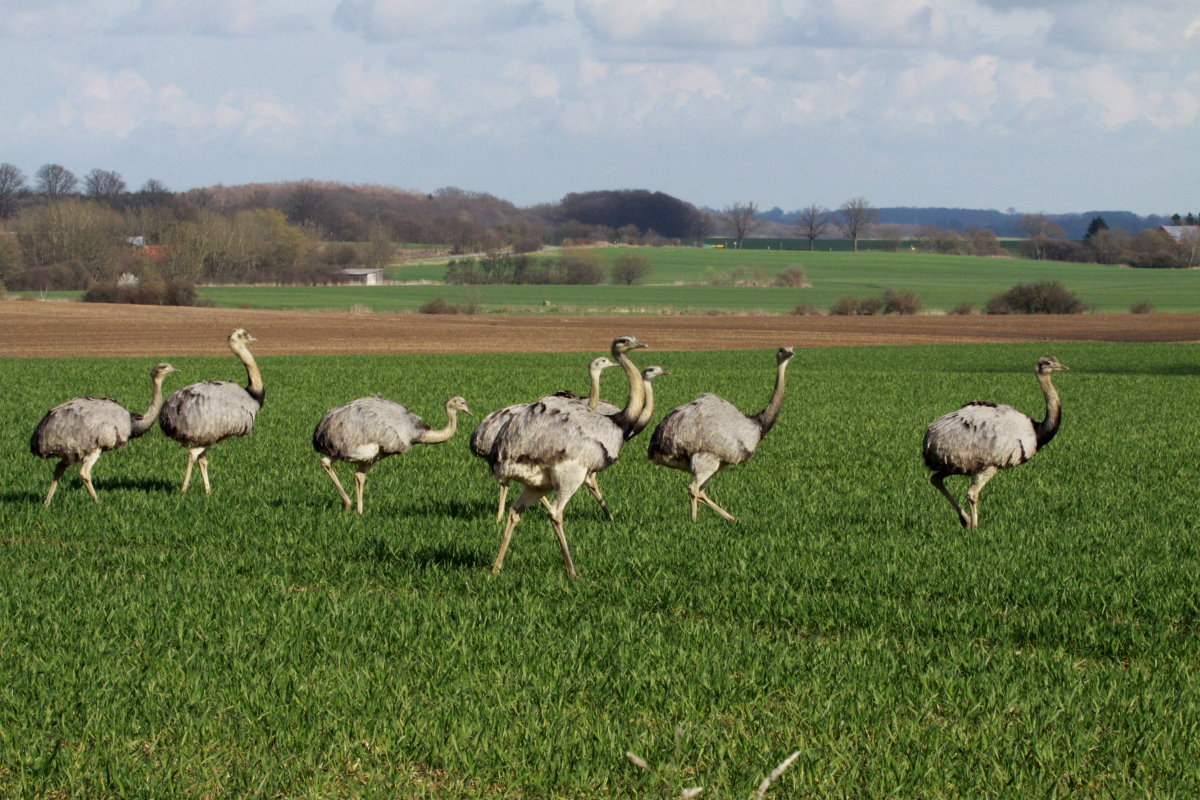 Eine Gruppe Nandus auf einem Feld bei Rieps (NWM). Die Gruppe besteht aus zwei Hhnen und sechs Hennen; 25.03.2014