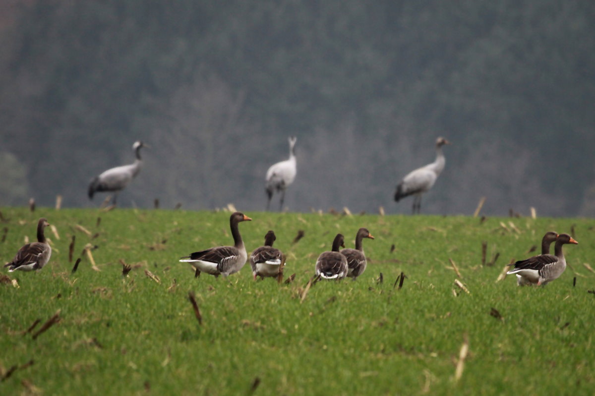 Eine Gruppe Saatgnse vor einer Gruppe Kraniche bei Thandorf (NWM); 19.11.2014