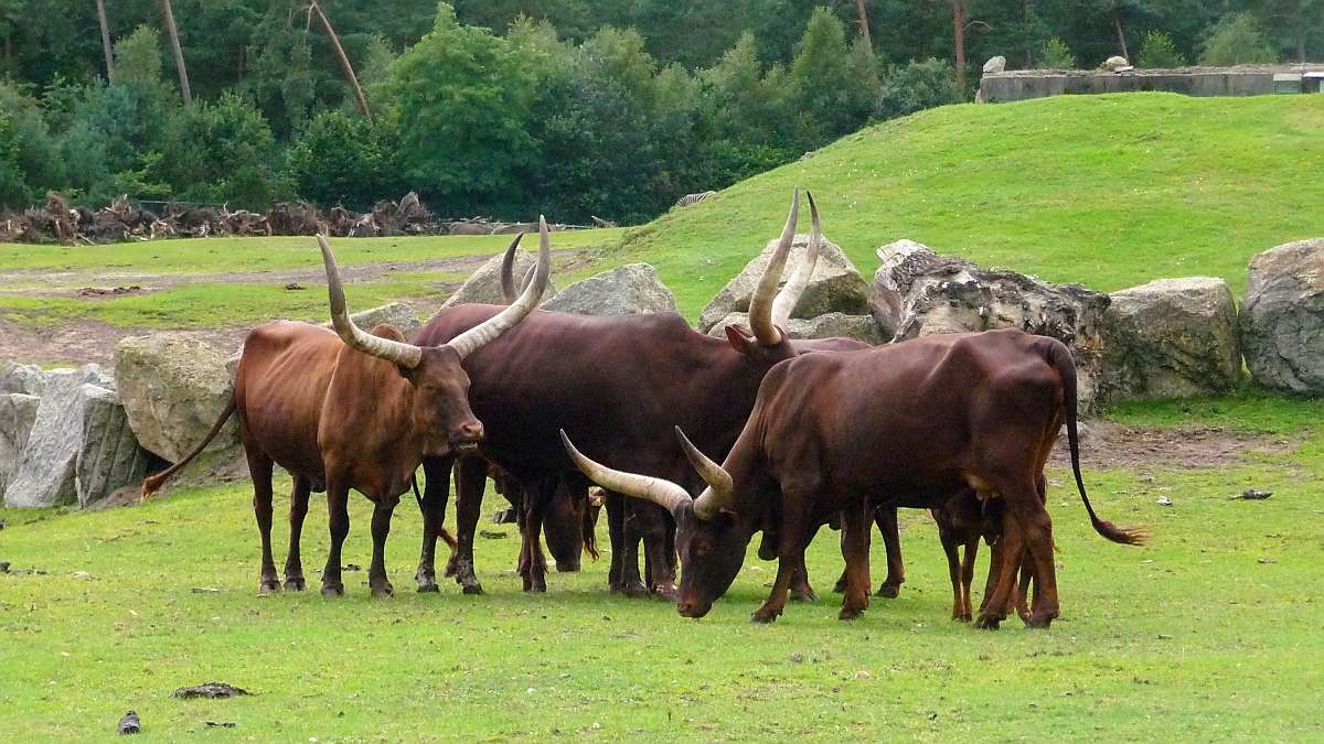 Eine gruppe Watussirinder im Serengetipark, 9.9.15 