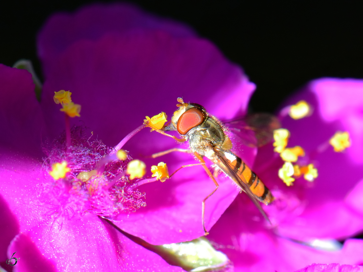 Eine Hainschwebfliege auf Nektarsuche. (Jarmen, Juni 2011)