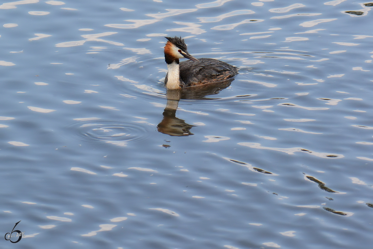 Eine Haubentaucher auf dem mminger See