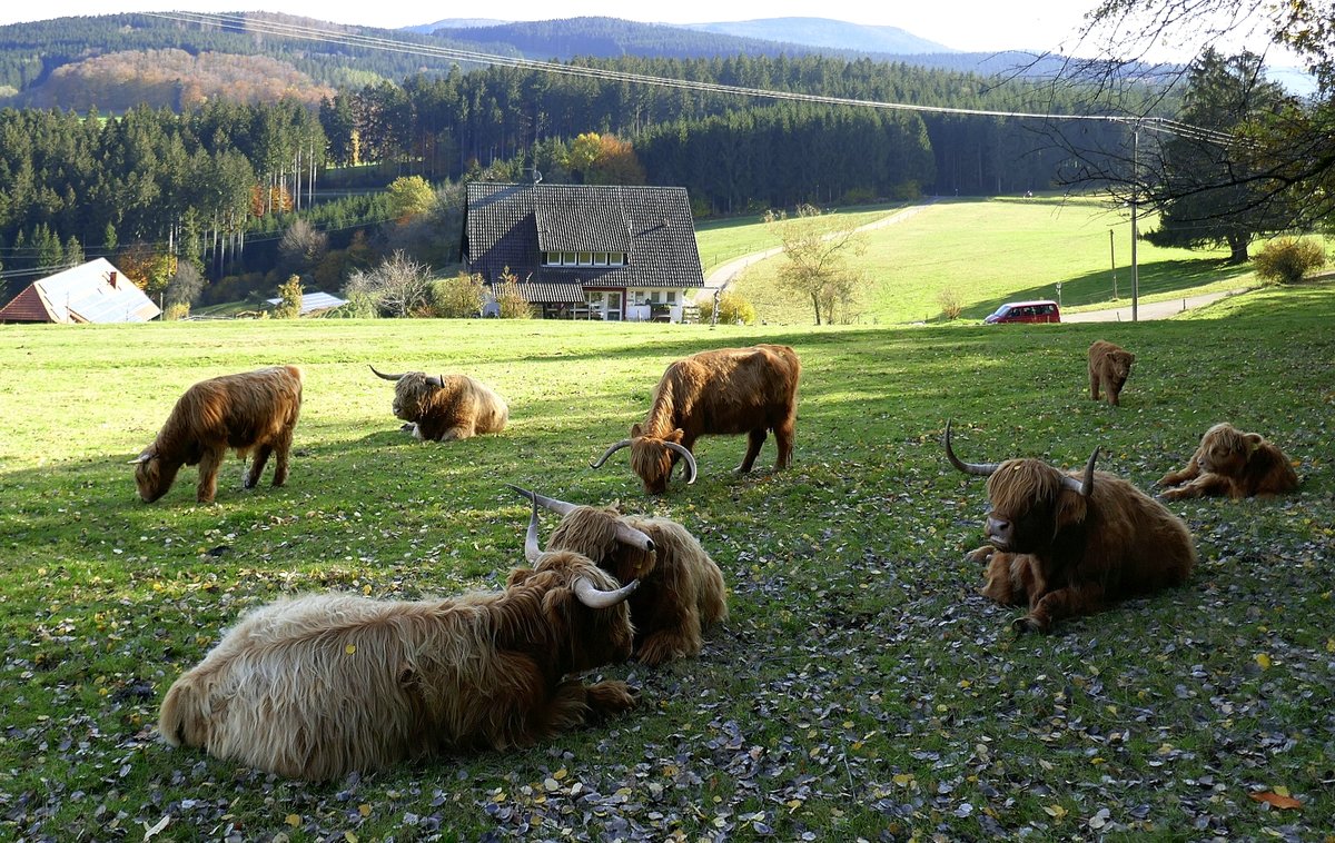 eine Herde Schottischer Hochlandrinder im mittleren Schwarzwald, ist die lteste registrierte Viehrasse der Welt, Okt.2020