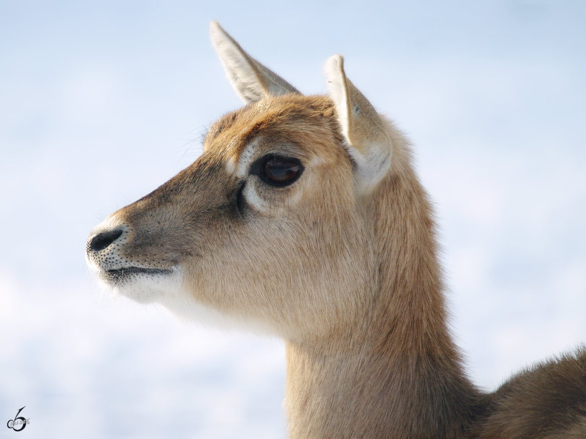 Eine Hirschziegenantilope im Dortmunder Zoo.