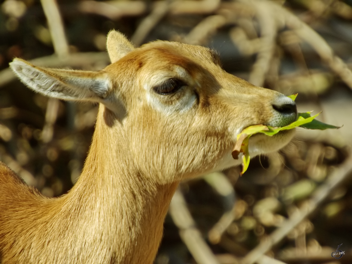 Eine Hirschziegenantilope im Seitenportrait. (Zoo Dortmund, September 2008)