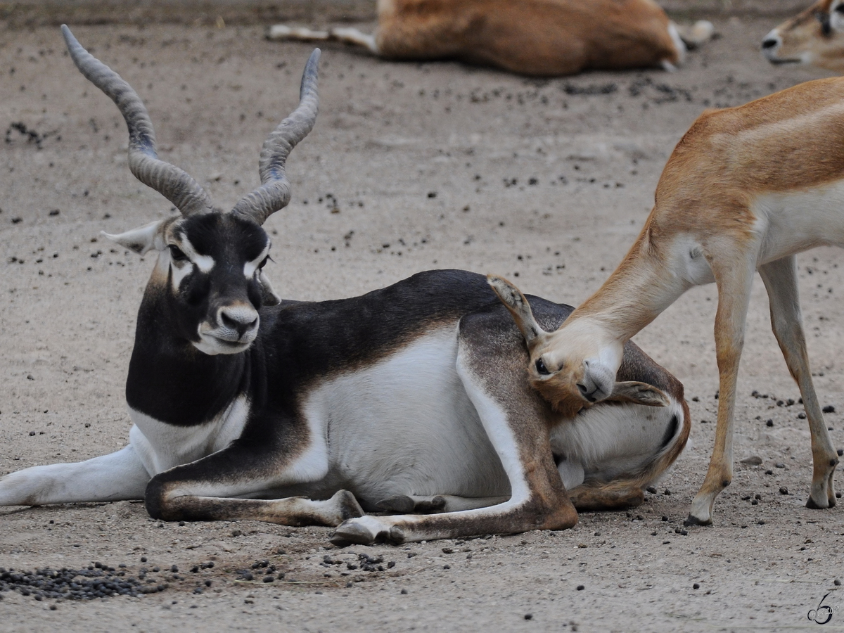 Eine Hirschziegenantilope im Zoo Dortmund. (Juni 2010)