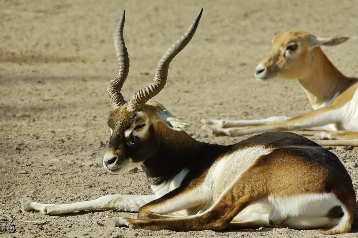 Eine Hirschziegenantilope im Zoo Dortmund. (September 2008)