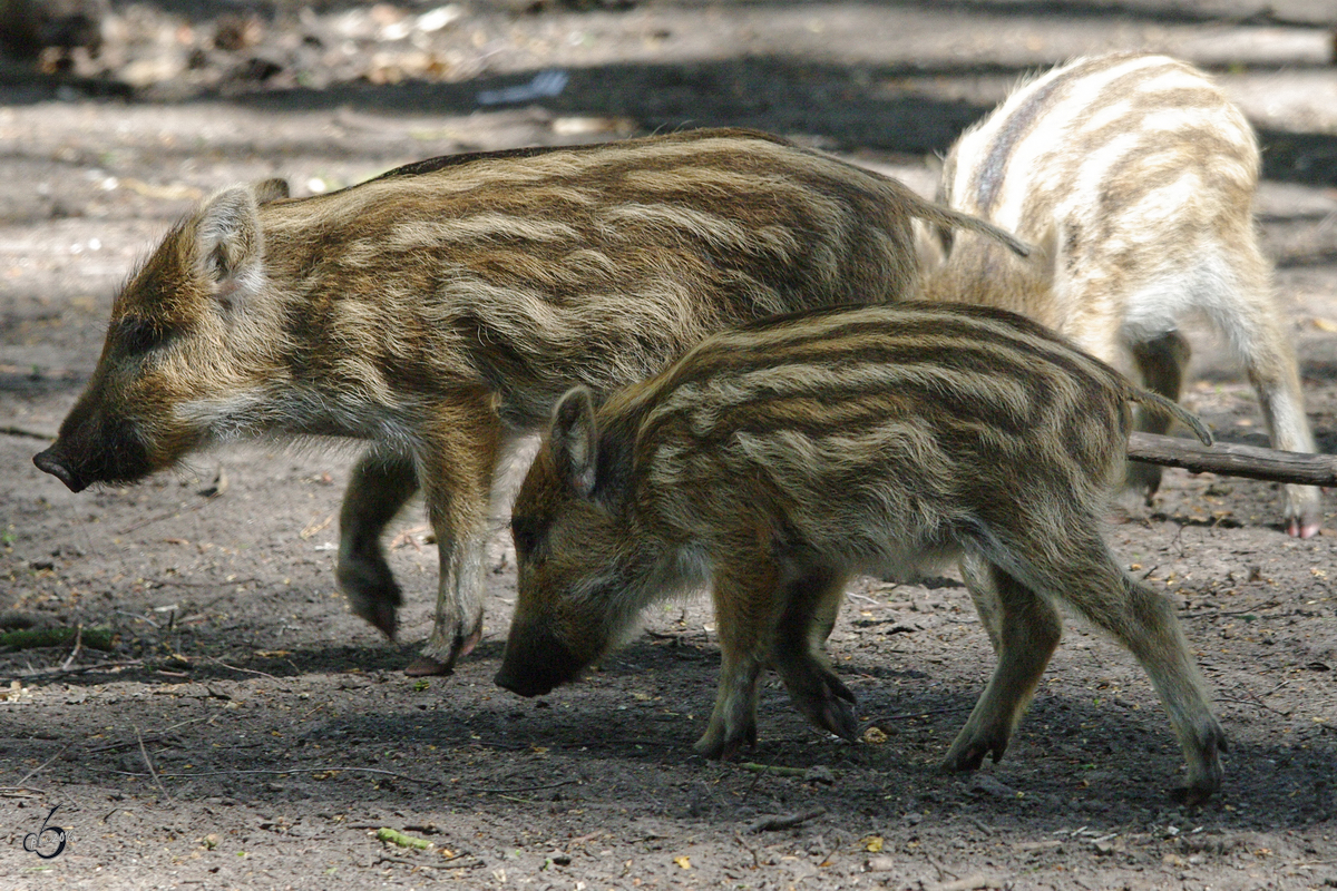 Eine Horde Widschwein-Ferkel erkunden das Revier. (Gstrow, April 2009)