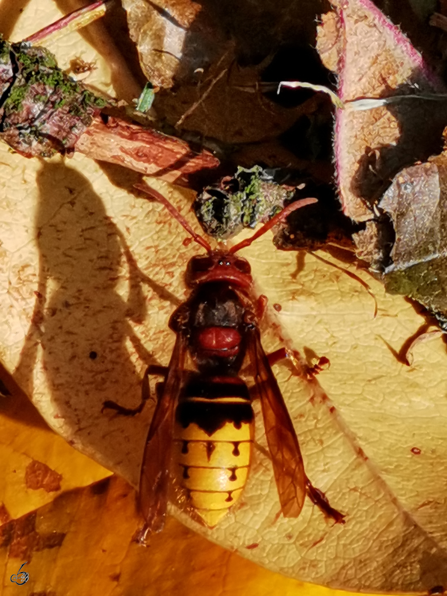 Eine Hornisse ruht sich auf dem Laub im Garten aus. (Hattingen, Oktober 2020)