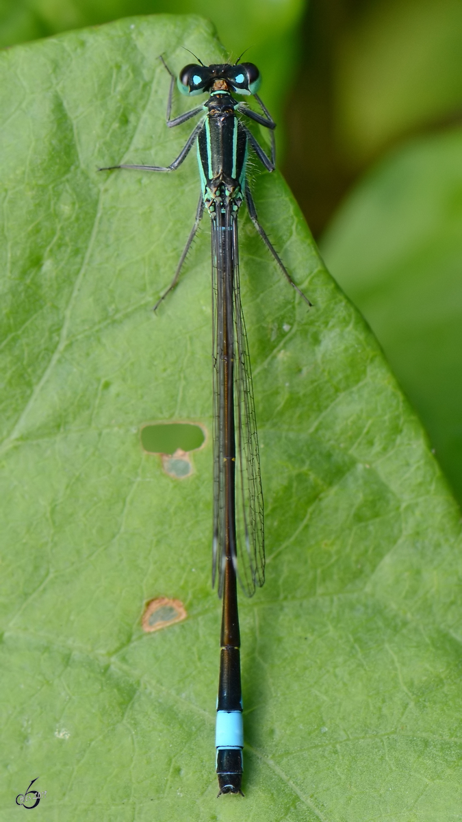 Eine Hufeisen-Azurjungfer von oben gesehen. (Peenewiesen Jarmen, August 2012)